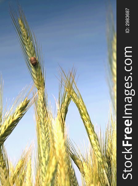 Wheat and blue sky behind.