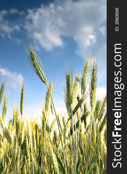 Wheat and blue sky behind.