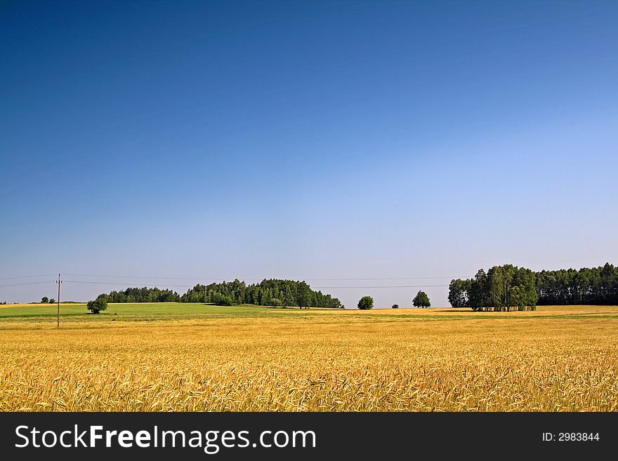 Summer landscape. Wheat and trees behind. This high resolution image was taken by 10 mp Canon camera with professional lens.