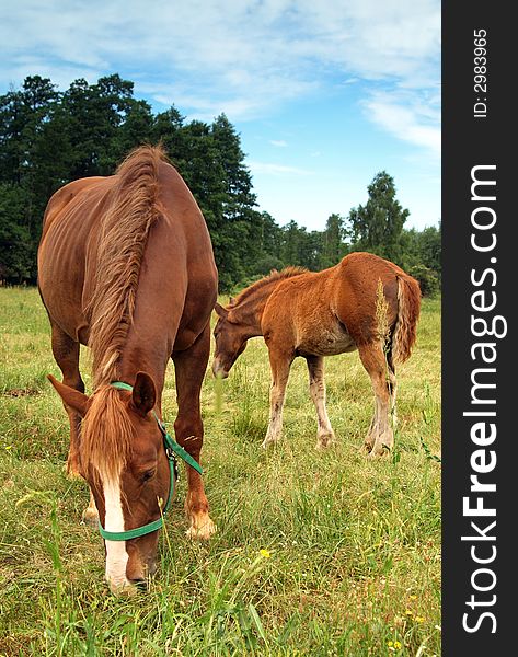 Horse family in a forest.