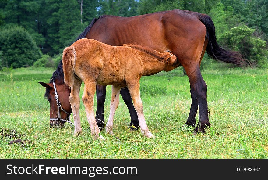 Horse family in a forest.