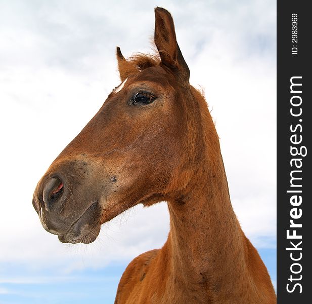 Single happy horse   - portrait photo