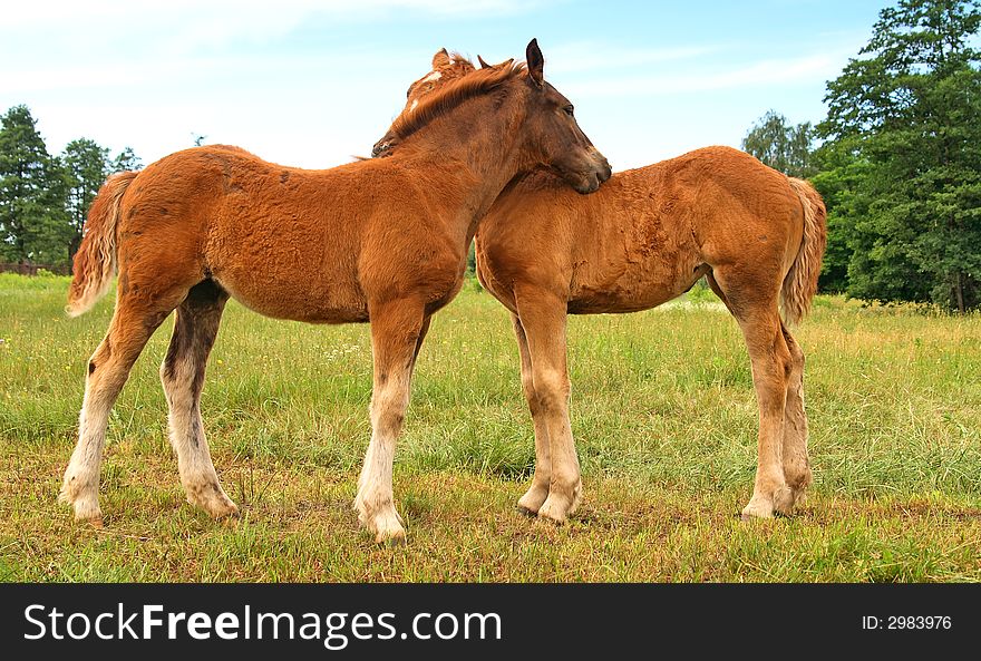 Horse family in a forest.