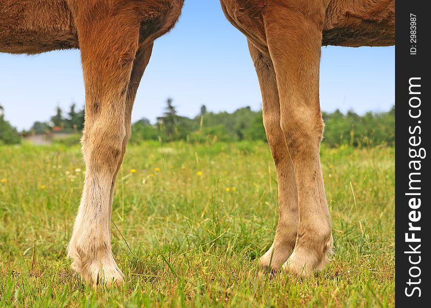 Horse family in a nature