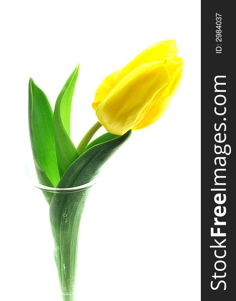 Beautful tulip on a white background. See other photos of tulips in my portfolio