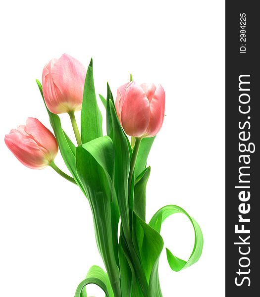 Beautful tulips on a white