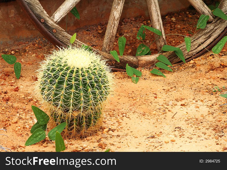 Cactus and a wooden wheel