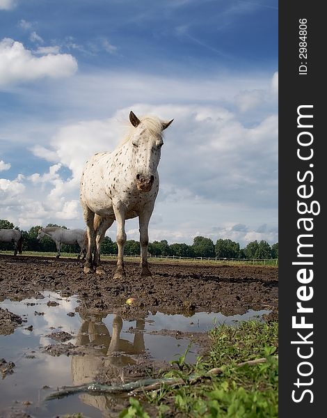 The horse and reflection. After a rain