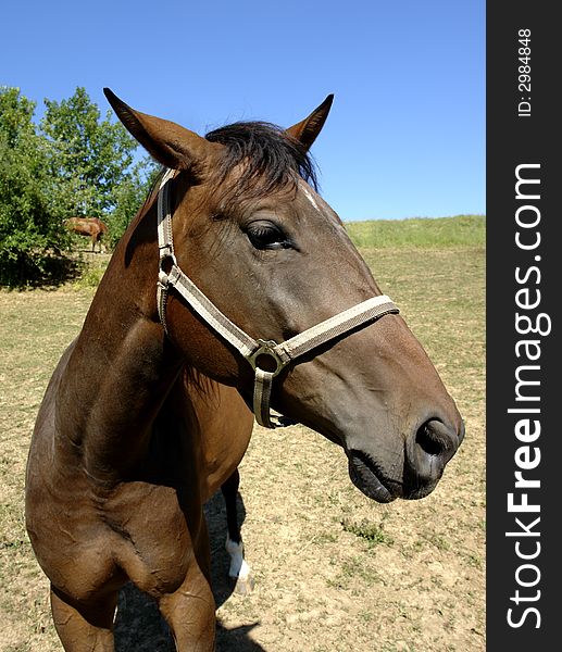 A head of a brown horse under clear blue sky. A head of a brown horse under clear blue sky