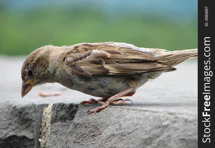 Close up of sparrow looking for food at garden