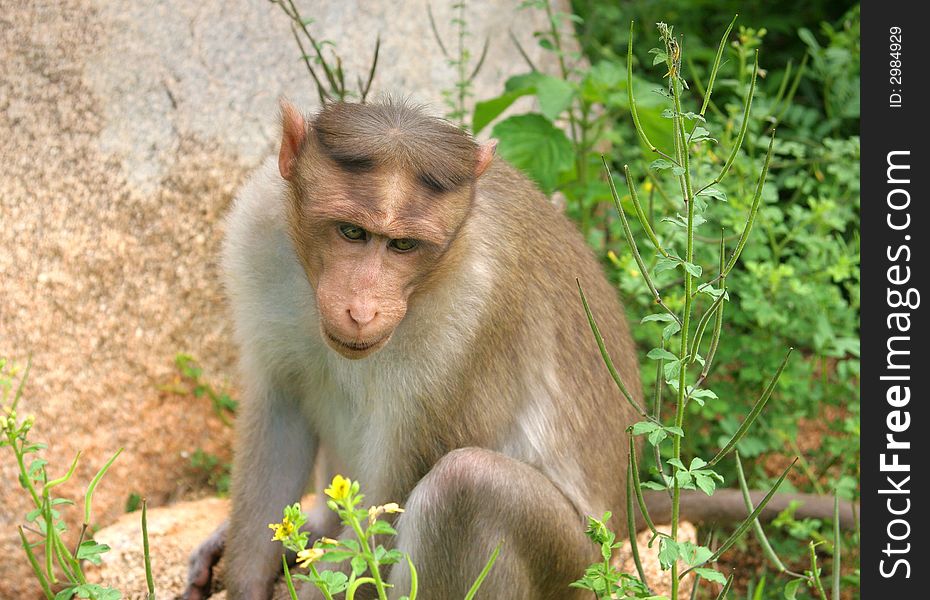 Monkey - Macaca mulatta in South India. Monkey - Macaca mulatta in South India