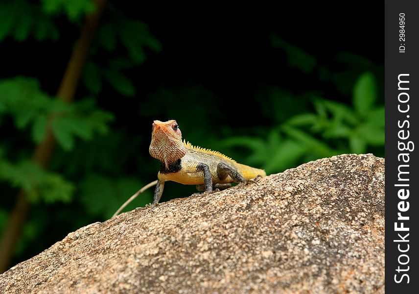 Chamaeleo chamaeleon, sitting at the big stone (South India)