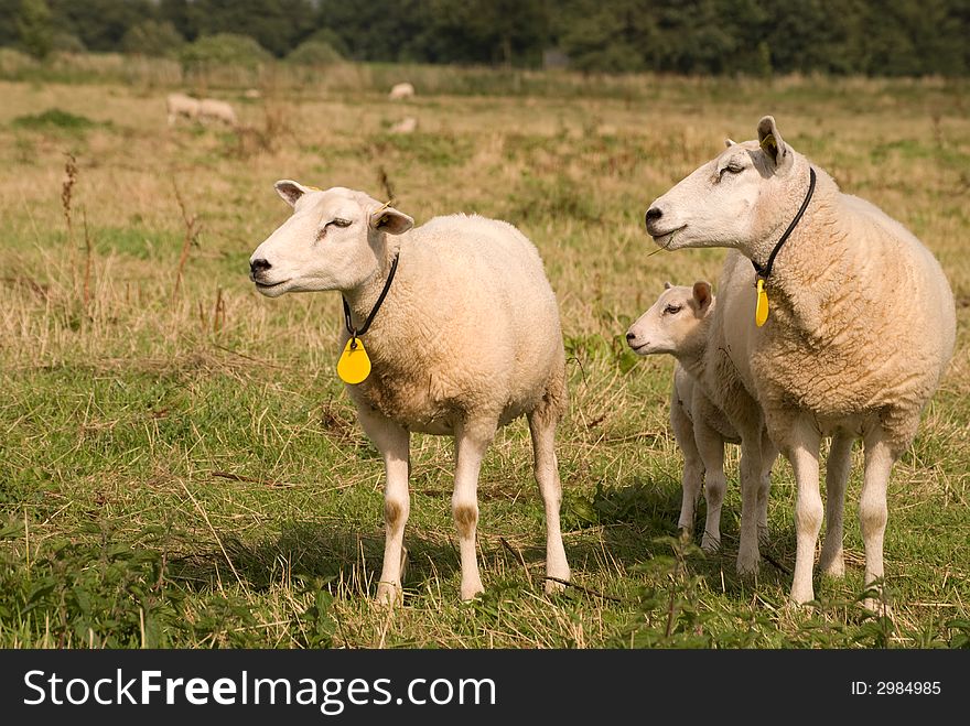 Family Sheep Looking Left