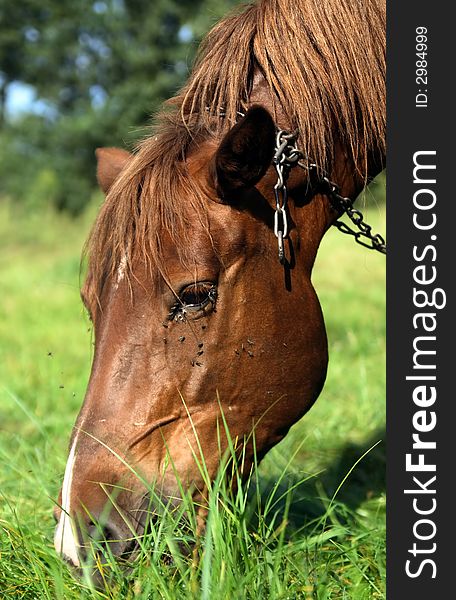 Happy horse - portrait photo in field