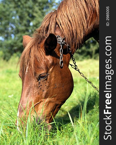 Happy horse - portrait photo in field