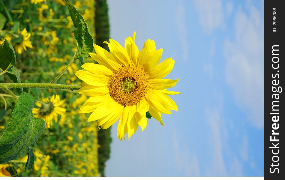 Beautiful yellow sunflower in the sun against field and sky