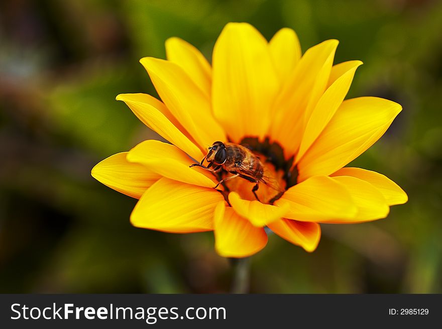 Close up of a wasp on the yellow flower