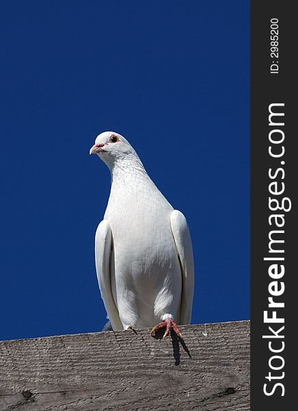 A noble white pigeon is lighted up a morning sun on a background dark blue sky on the roof of pigeon house. A noble white pigeon is lighted up a morning sun on a background dark blue sky on the roof of pigeon house