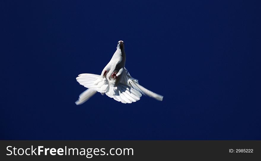 Pedigree white pigeon the lighted up a morning spring sun hung up in mid air before the tumble. Pedigree white pigeon the lighted up a morning spring sun hung up in mid air before the tumble