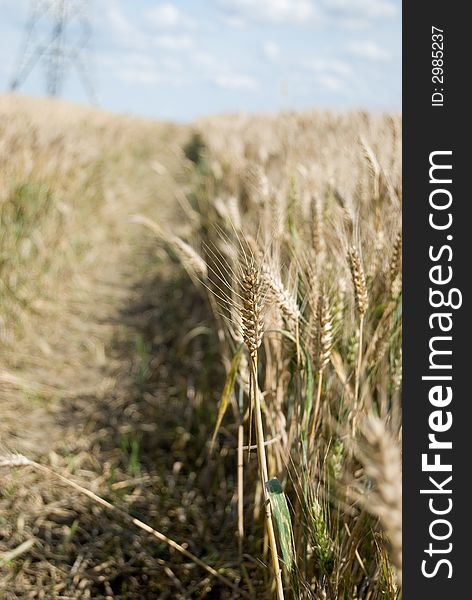 Barley (grain) Field