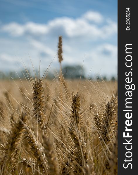 Barley (grain) long haulm in background. Barley (grain) long haulm in background