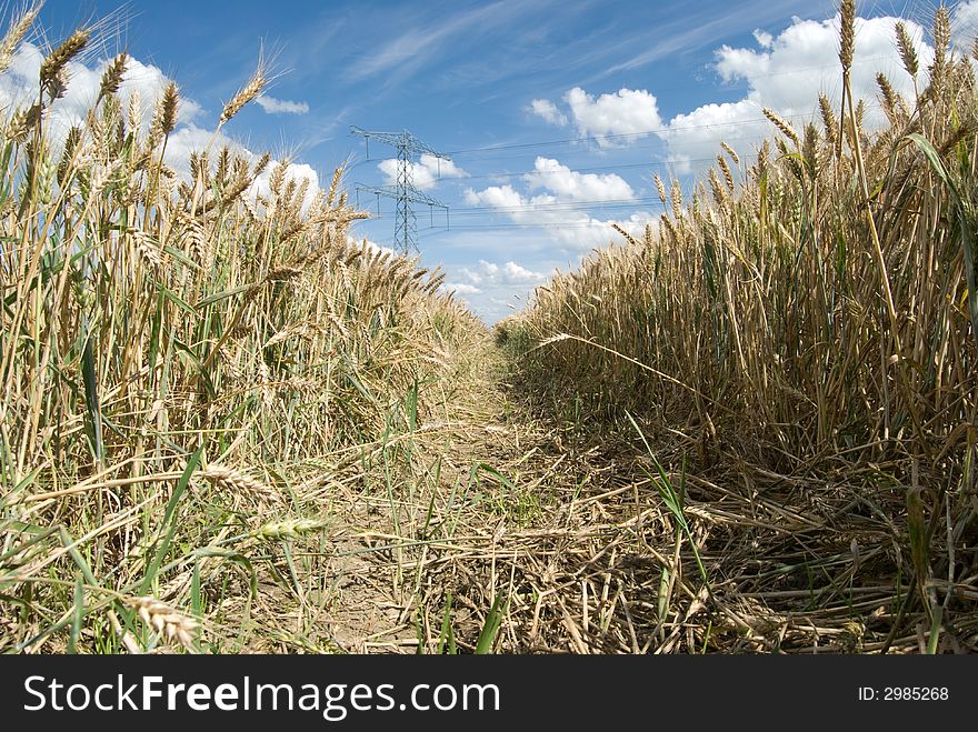 Barley (grain) tractor road in field