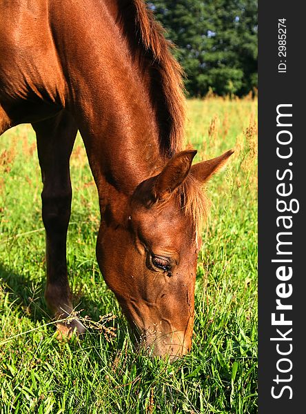Happy horse - portrait photo in field