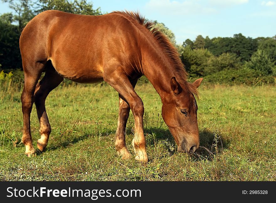 Friendly horse in a field