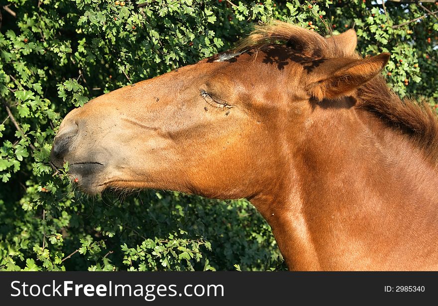 Happy horse - portrait photo in field