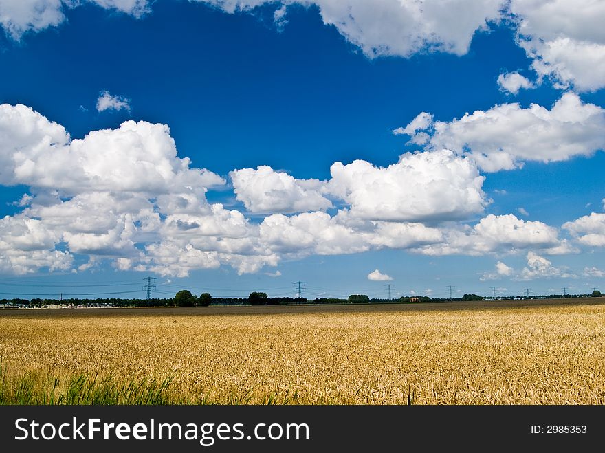 Wheat (grain) field with power cables and blue cloudy sky. Wheat (grain) field with power cables and blue cloudy sky