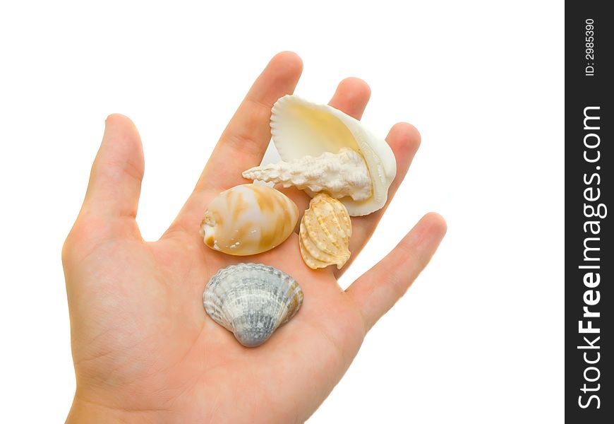 An isolated photo of a hand carrying unique shells