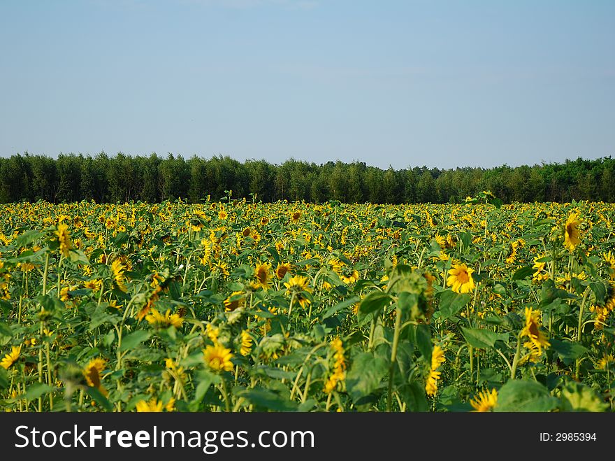 Field of beautiful yellow sunflowers