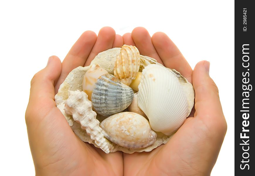 An isolated photo of hands carrying unique shells