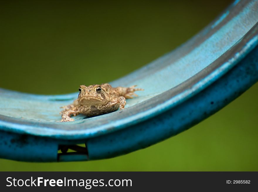 Photo of a content frog on a swing. Photo of a content frog on a swing