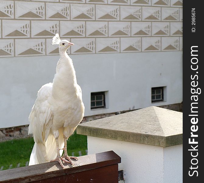 Albino peacock sitting on fence