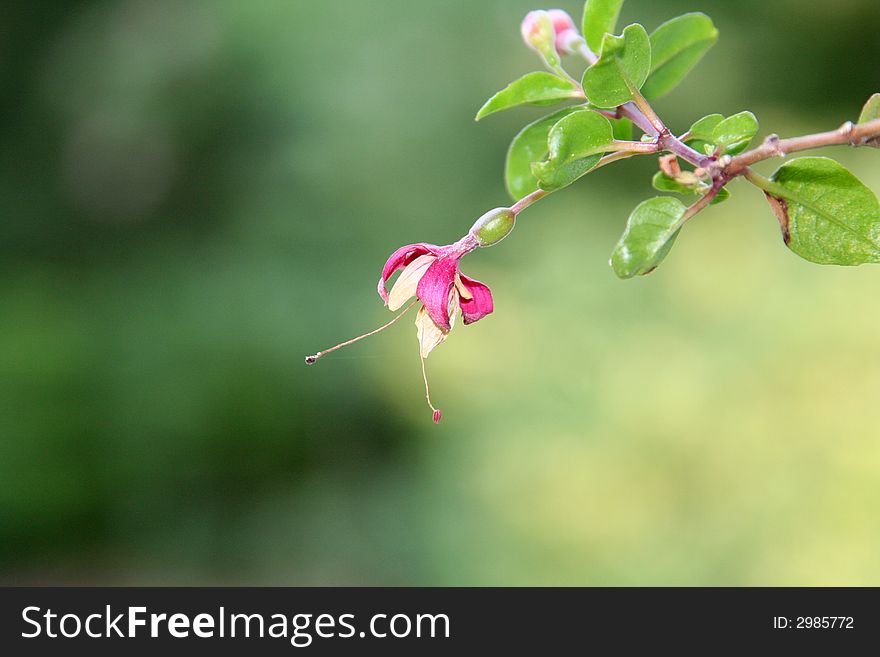 An bright pink fucshia flower