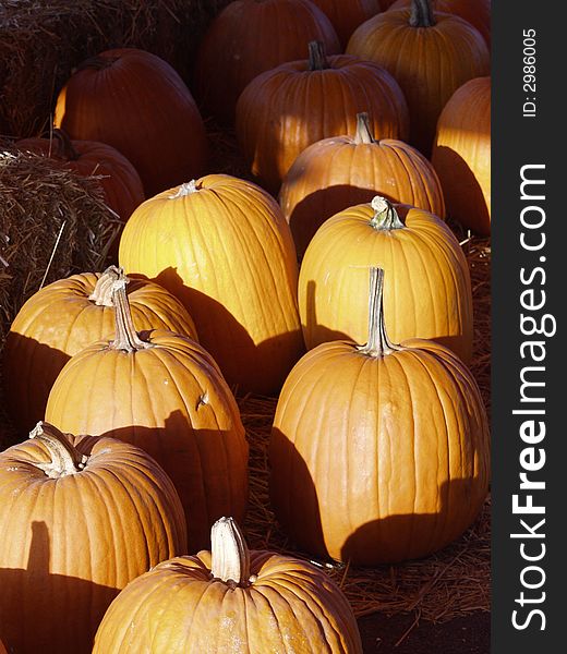 Autumn pumpkins ready for sale