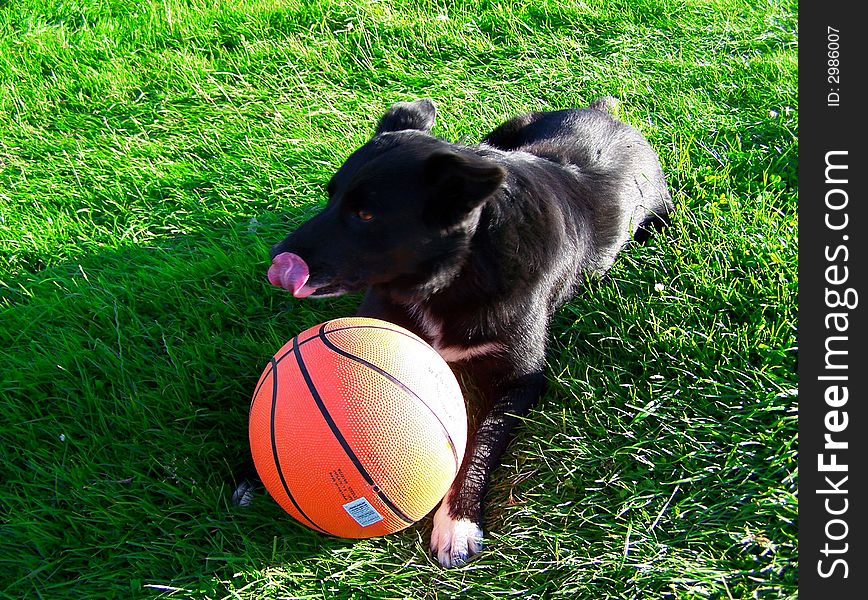 Black Dog Eating Basketball