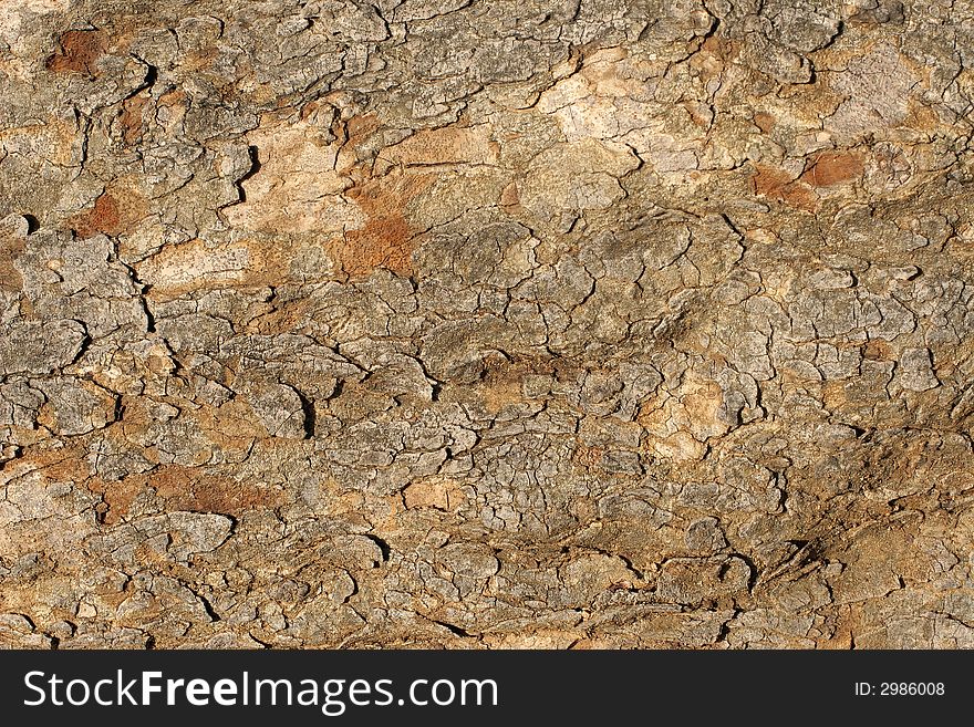 Old tree bark's, surface texture. Old tree bark's, surface texture