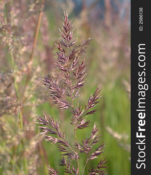 The herbal background. green and tawny tone