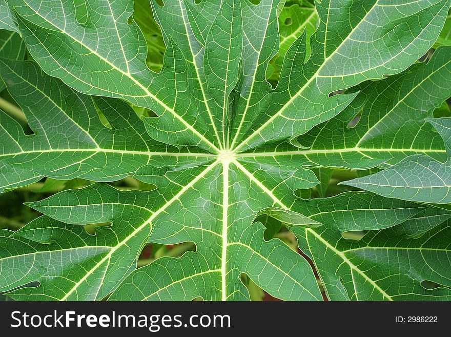 Big green leaf of tropical plant for use as background