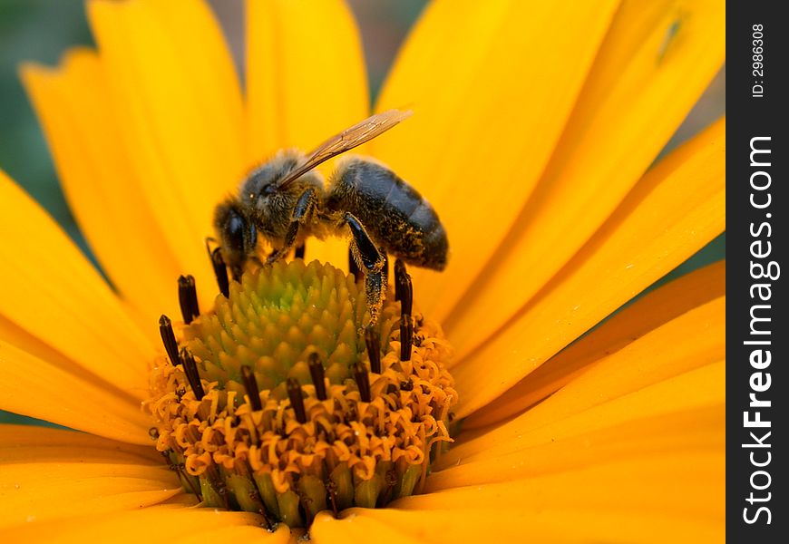 Bee On The Daisywheel Garden