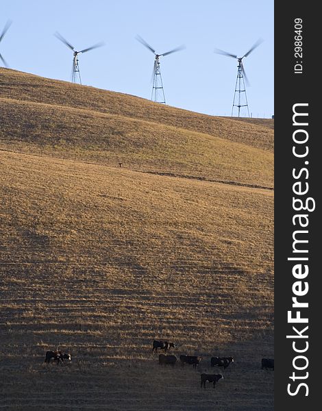 Windturbine on the hills of California with cattle on the hill side. Windturbine on the hills of California with cattle on the hill side