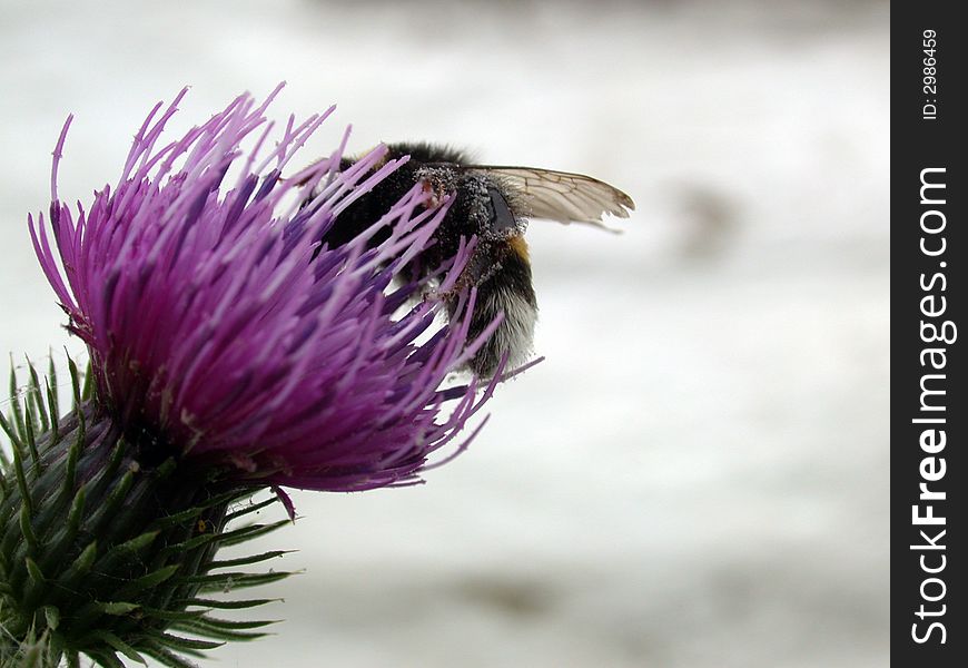 The bee on the flower, macro. The bee on the flower, macro