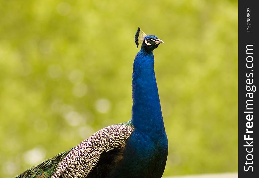 A male peacock standing against an out of focus green background