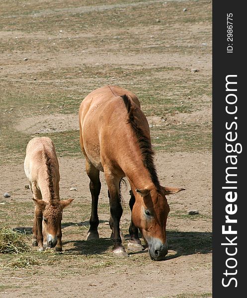 A Przewalski's horse and her foal. A Przewalski's horse and her foal