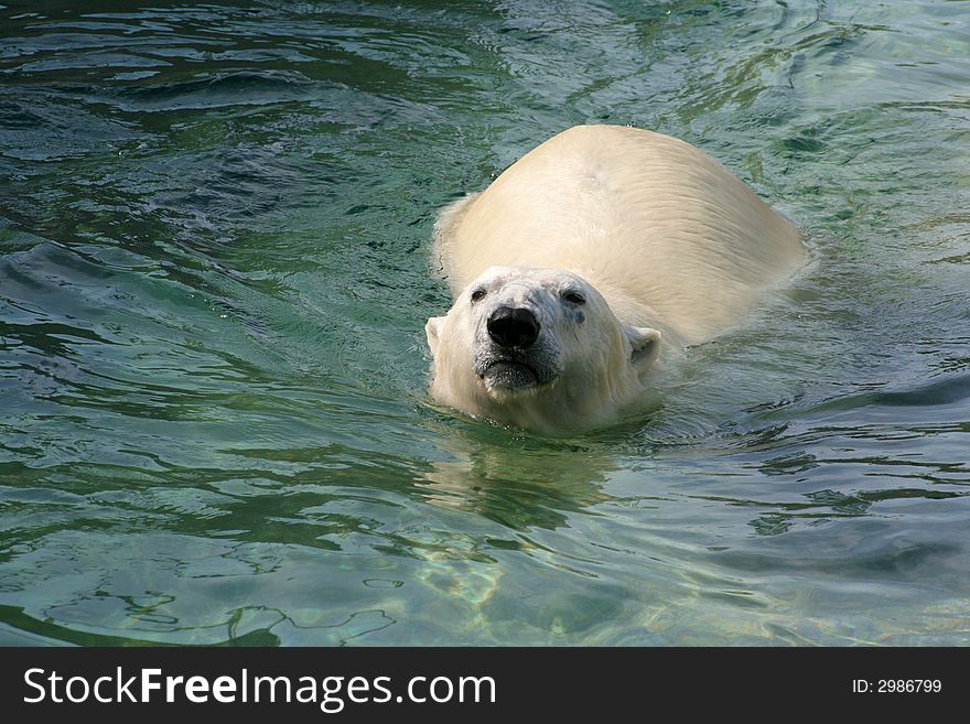 A white polar bear swimming in clear blue water