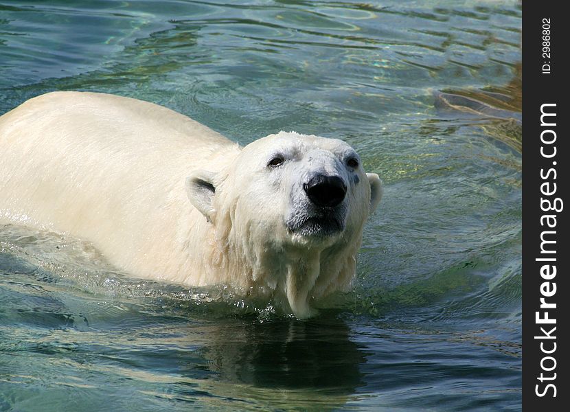 A white polar bear swimming in clear blue water