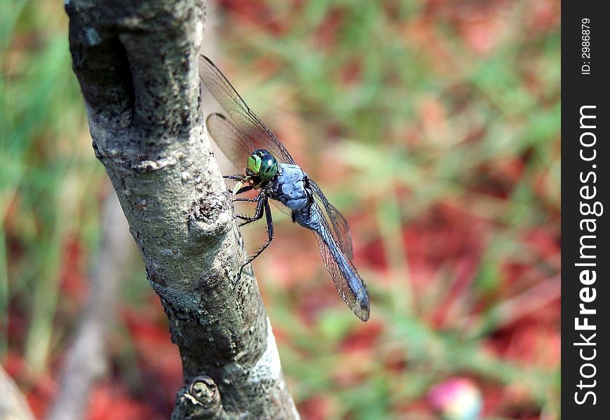 Blue adult draqgonfly devouring a small fly. Blue adult draqgonfly devouring a small fly.