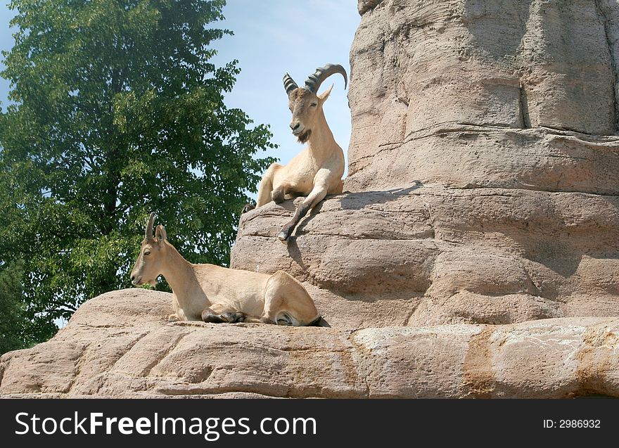 A male and a female barbary sheep sitting on a rock